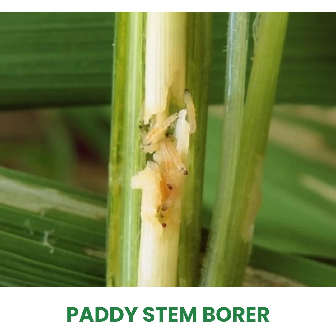 Best Insecticide for Paddy Stem Borer - Upto 45% OFF, Buy Now