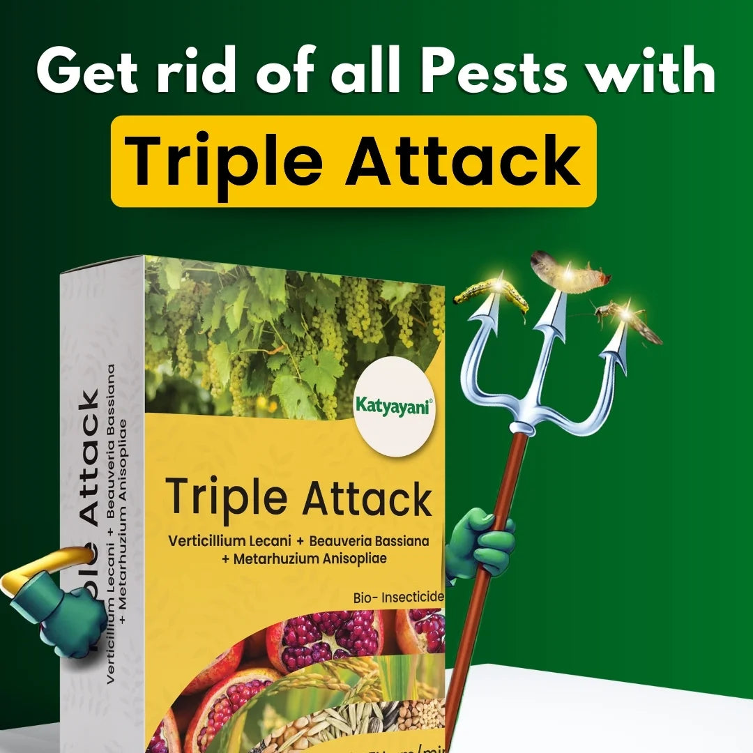 KATYAYANI TRIPLE ATTACK POWDER | VERTICILLIUM LECANII + BEAUVERIA BASSIANA + METARHIZIUM ANISOPLIAE | BIO PESTICIDE 