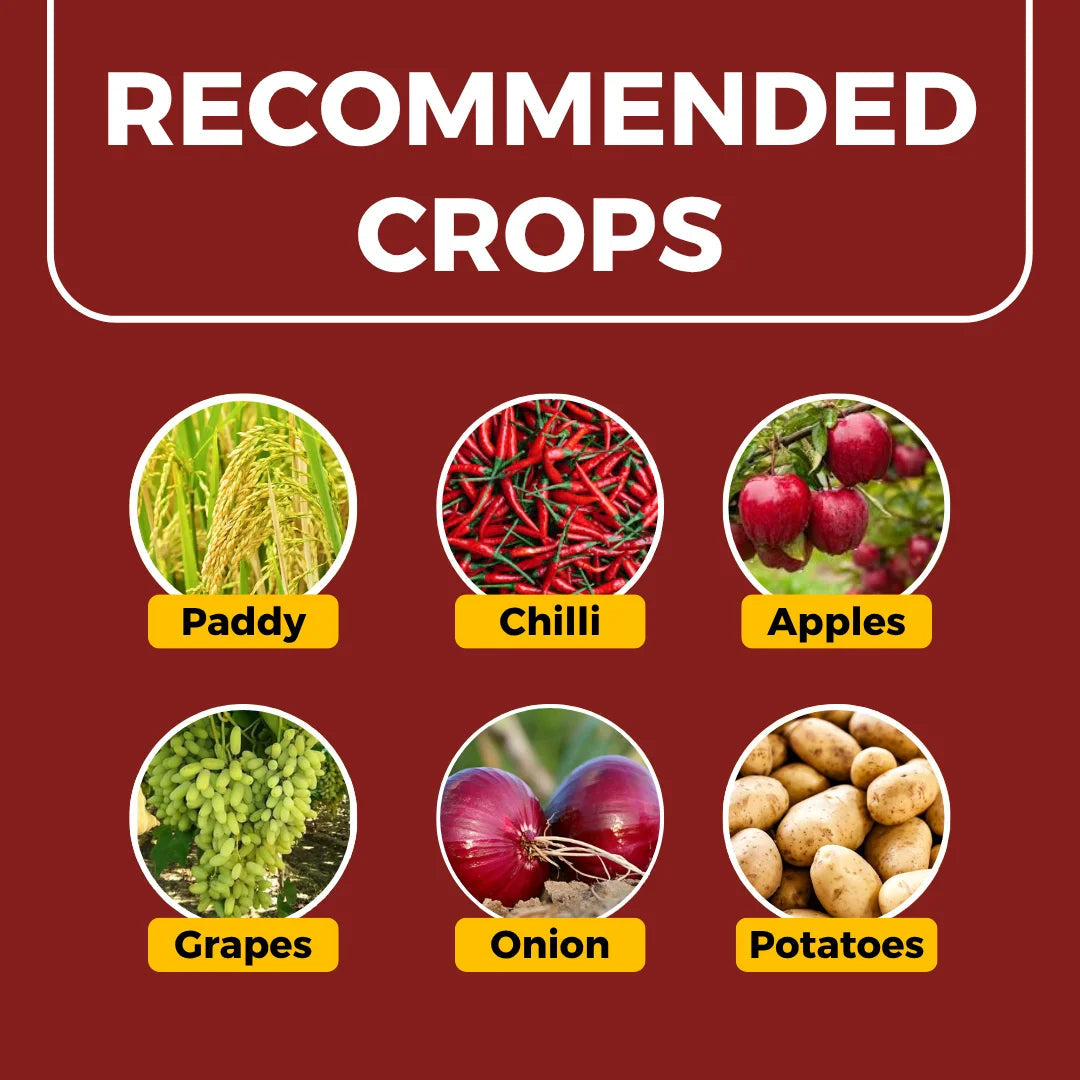 Azoxystrobin 11% + Tebuconazole 18.3% SC | Chemical Fungicide | Best for paddy