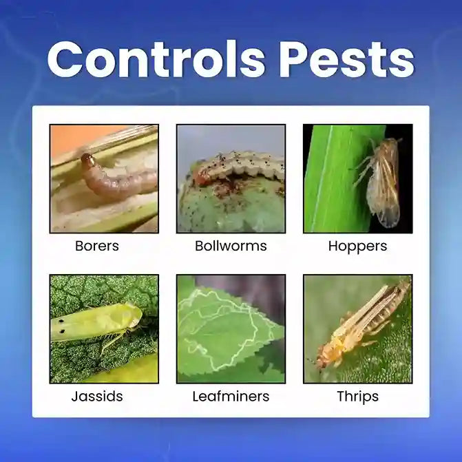 Katyayani Chloda | Chlorantraniliprole 9.3% + Lambda Cyhalothrin 4.6% ZC | Chemical insecticide for thrips, bollworms, borers
