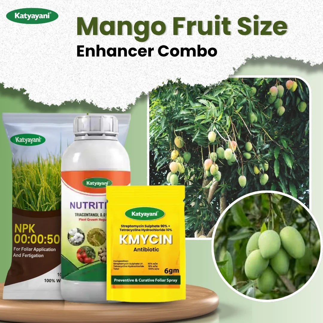 MANGO FRUIT SIZE ENHANCER COMBO (Kmycin 30 gm + Nutritious 1 lit + NPK 00 00 50 2 kg) 