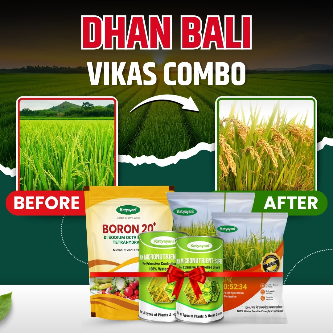 Katyayani Dhan bali vikas combo for 2 Acre