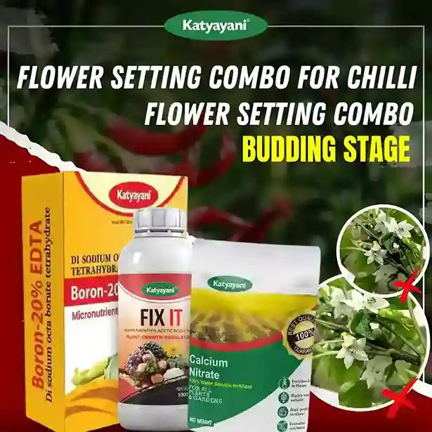 ಕಾತ್ಯಾಯನಿ ಚಿಲ್ಲಿ ಪ್ರೊ ಪ್ರೊಟೆಕ್ಷನ್ ಮತ್ತು ಗ್ರೋತ್ ಕಾಂಬೊ | ಮೊಳಕೆಯ ಹಂತ