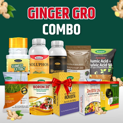 Katyayani Ginger Gro Combo 