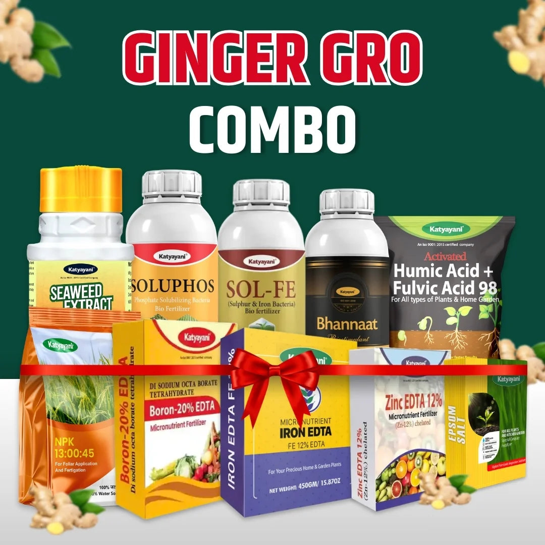 Katyayani Ginger Gro Combo