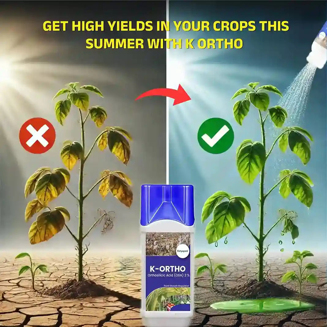 Katyayani K-Ortho | Orthosilicic Acid (OSA) 2% | Plant Growth Regulator