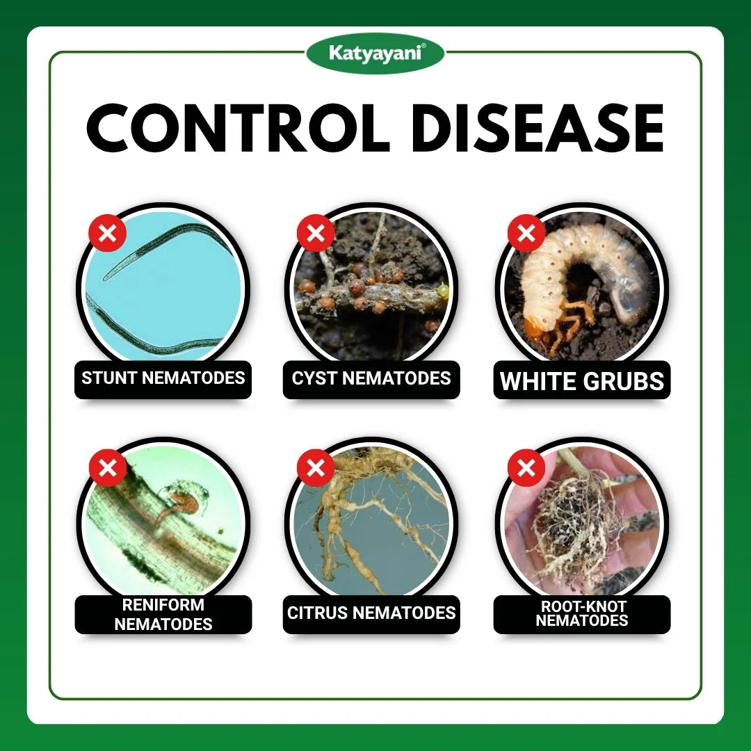 Katyayani Nema Cure | Paecilomyces Lilacinus Liquid | Cauliflower Pesticides & Cotton Pest Control 