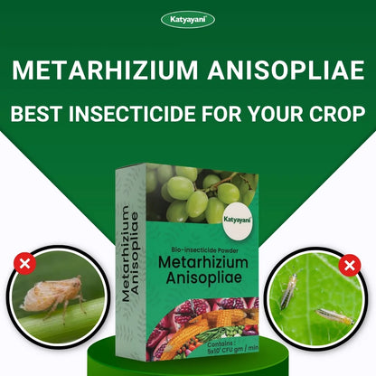 Katyayani Metarhizium Anisopliae | Powder Bio Insecticide 