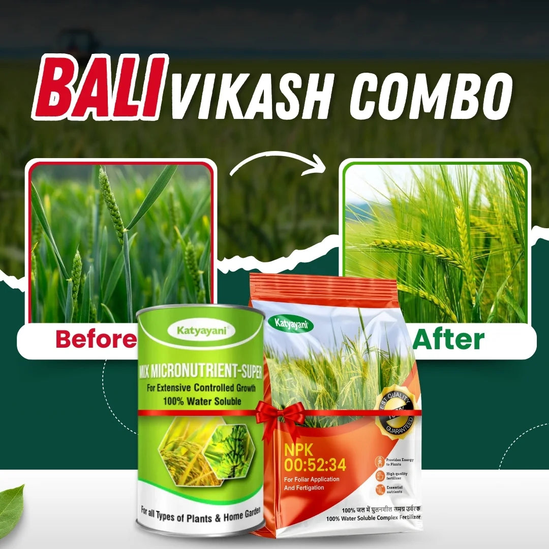 Wheat - Bali Vikash Combo