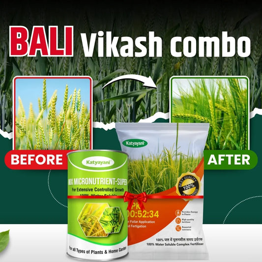 Katyayani Wheat - Bali Vikash Combo | Micro Nutrient Deficiencies (NPK 00:52:34 (1 KG) + Mix Micro 100 GM) 