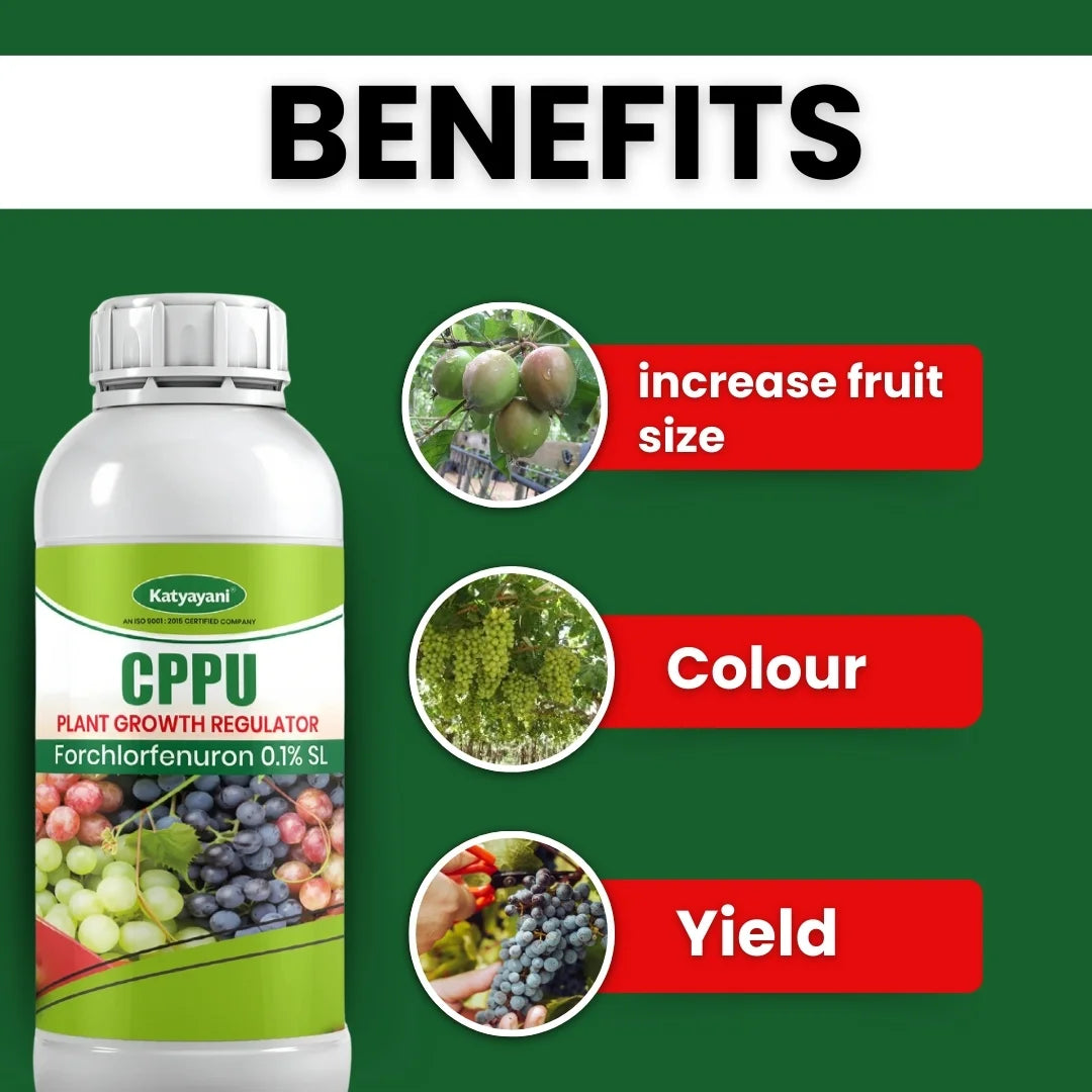 Katyayani CPPU | Forchlorfenuron 0.1 % L | Plant Growth Regulator 