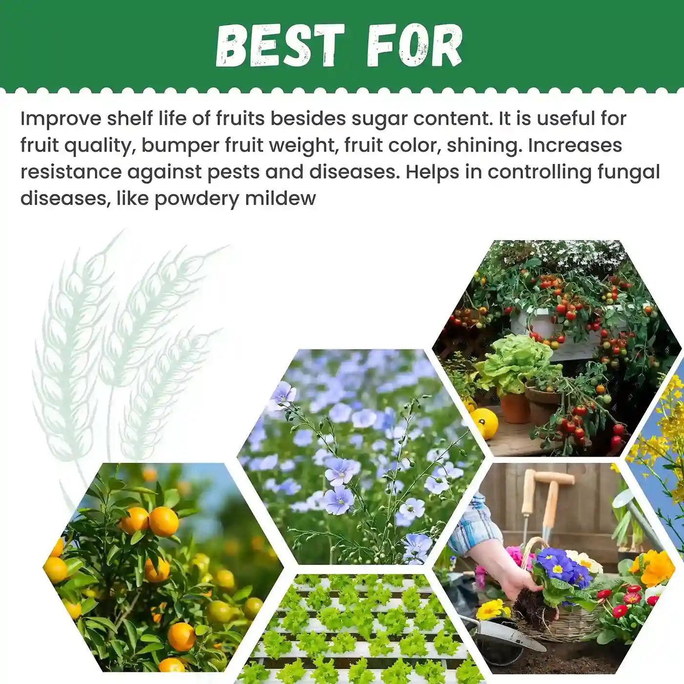 Katyayani NPK 13 00 45 Fertilizer for fruit quality
