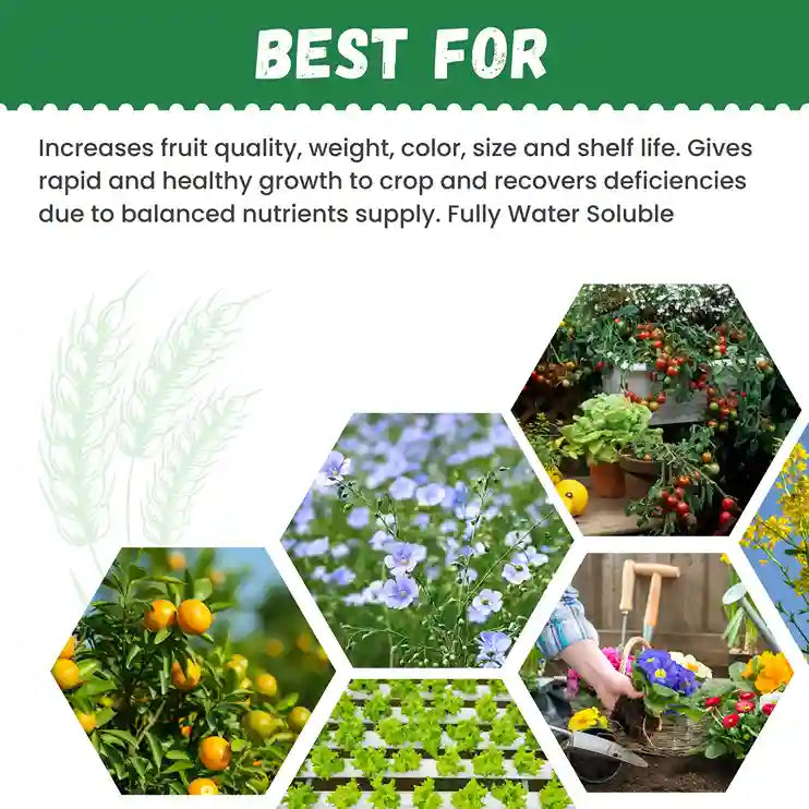 Katyayani NPK 13 40 13 Fertilizer increase fruit quality, size